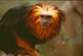 Golden headed lion tamarin 